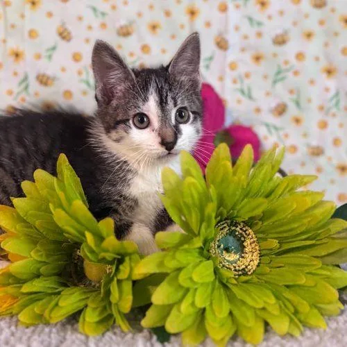 A baby small-sized female Tabby (Tiger Striped) Domestic Short Hair cat named Private Beach for adoption in Toms River, NJ