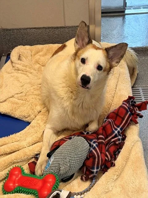 An adult small-sized male Australian Shepherd dog named Pegasus for adoption in Leesburg, VA