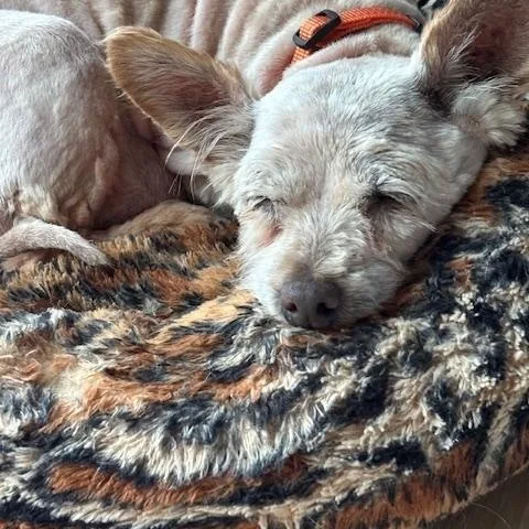 Betty thumbnail 2