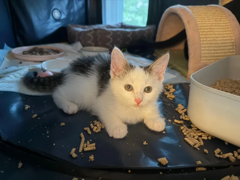 A baby medium-sized female White Domestic Short Hair cat named Bella for adoption in East Hartford , CT