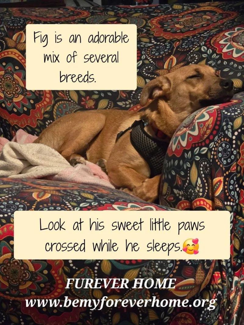 A young small-sized male Chihuahua dog named Fig for adoption in Plano, TX