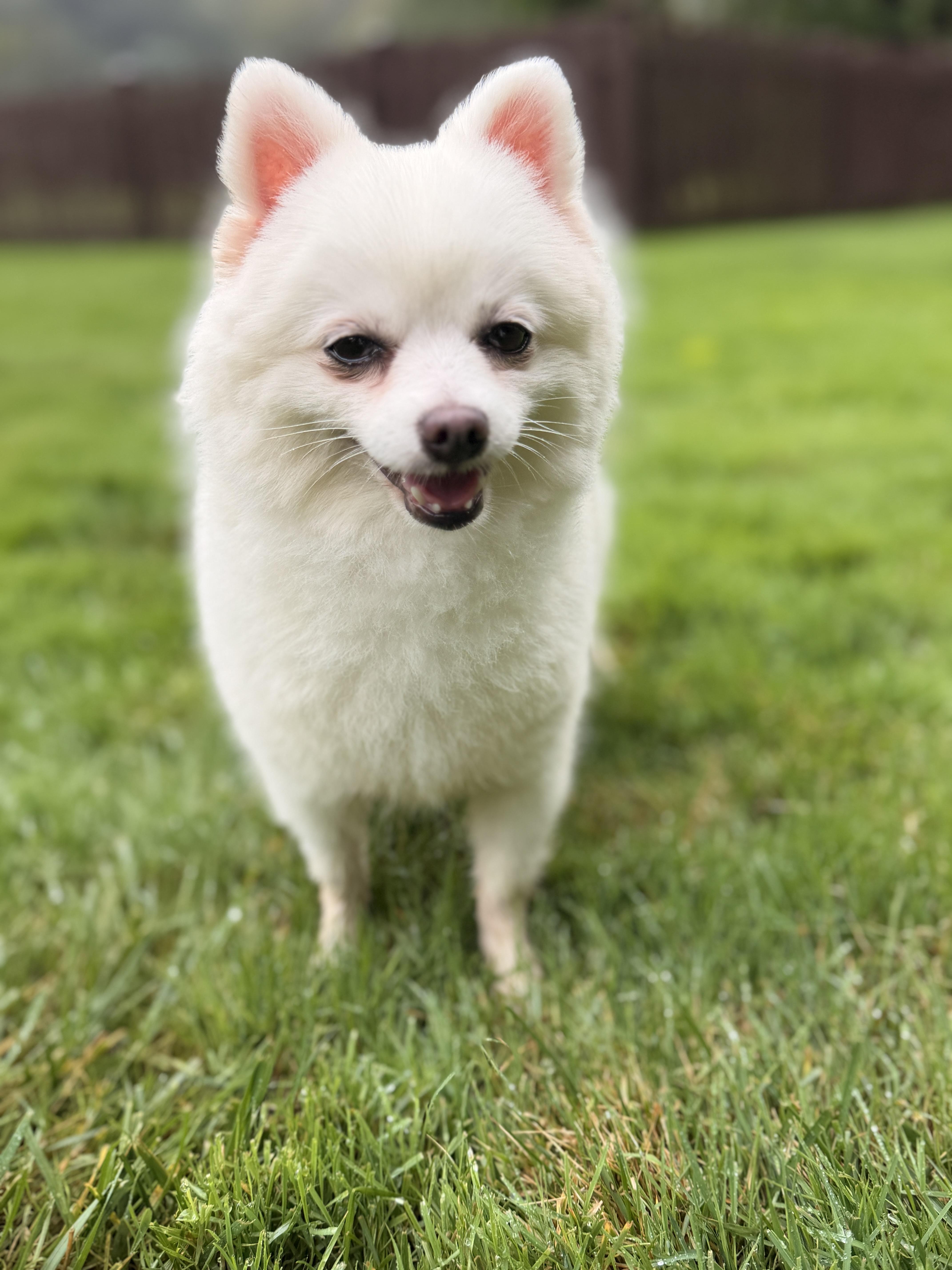 An adult small-sized female Pomeranian dog named Mabel for adoption in Thornwood, NY
