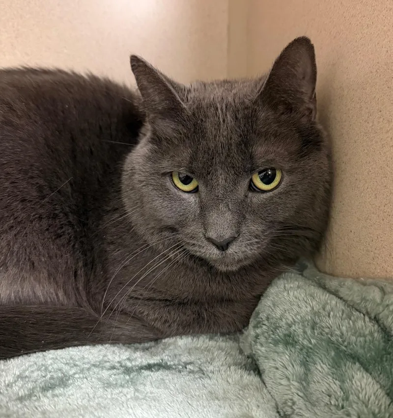 An adult medium-sized female Domestic Medium Hair cat named Moth for adoption in Pottsville, PA