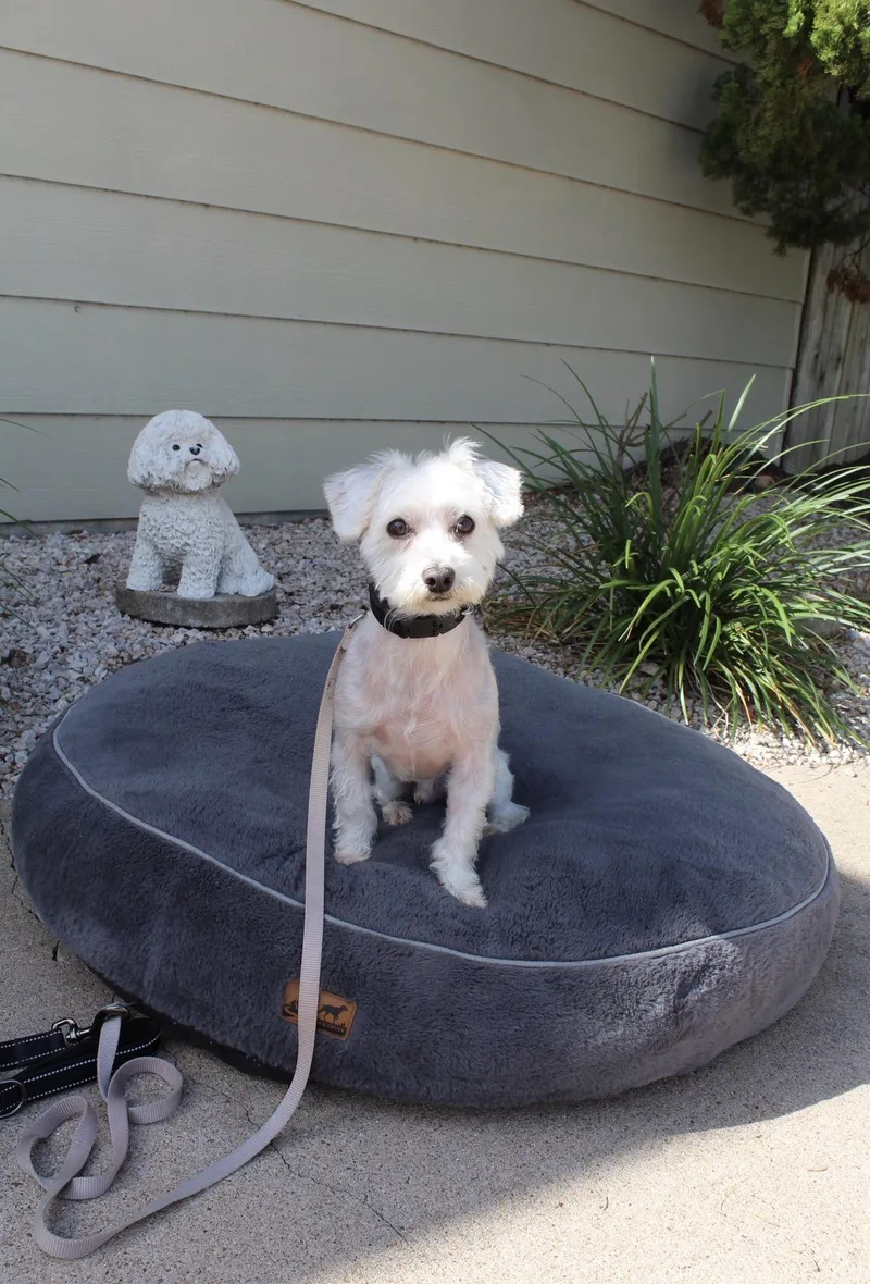 An adult small-sized male Maltese dog named Wilbur for adoption in Houston, TX
