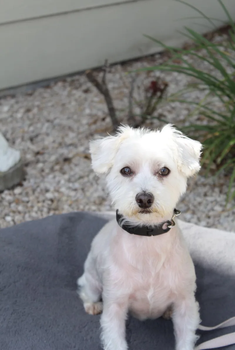 Wilbur thumbnail 2