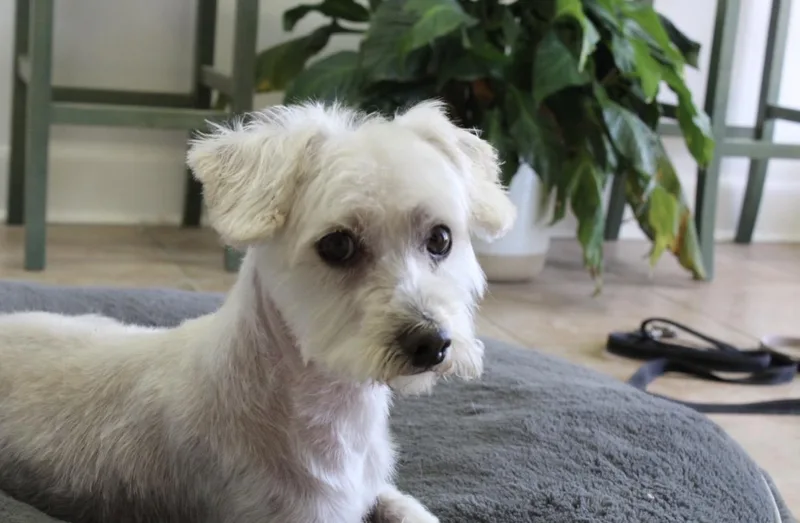 Wilbur thumbnail 3