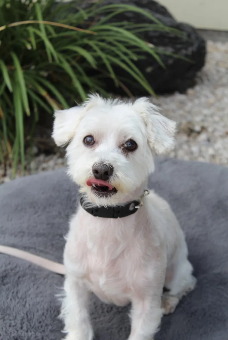Wilbur thumbnail 4