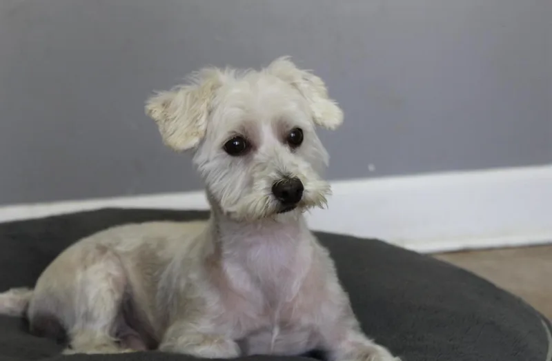Wilbur thumbnail 5