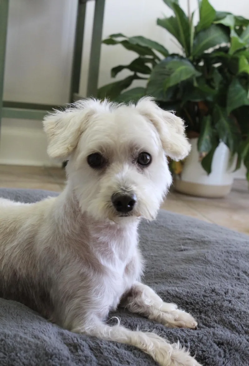 Wilbur thumbnail 6