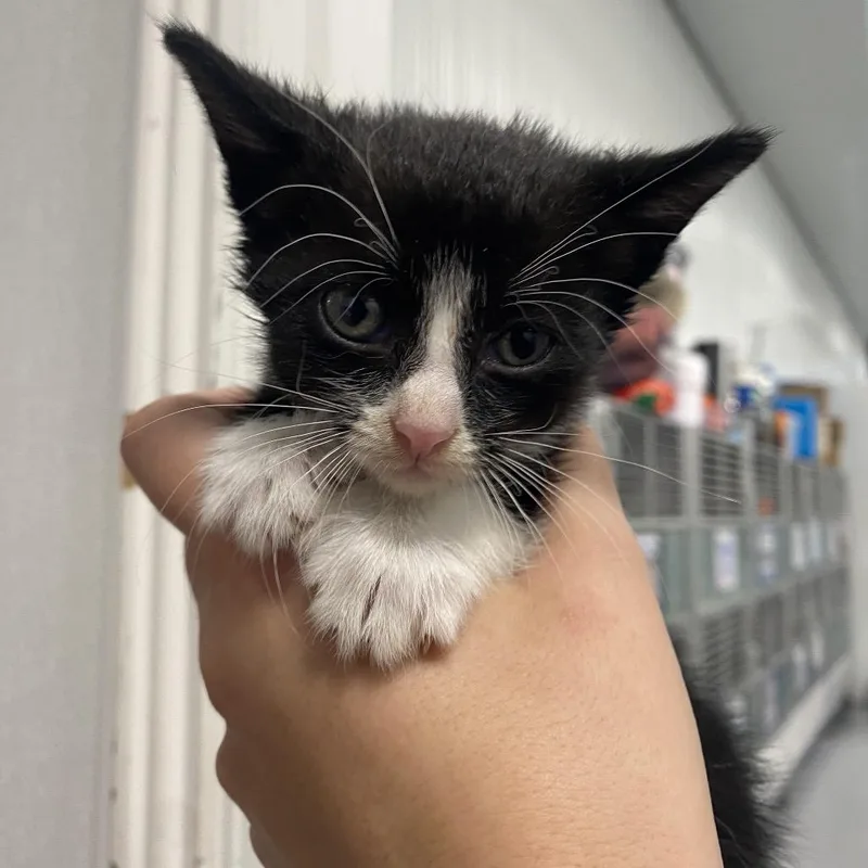 A baby small-sized female Black Extra-Toes Cat / Hemingway Polydactyl named Suzuki for adoption in Sheridan, WY