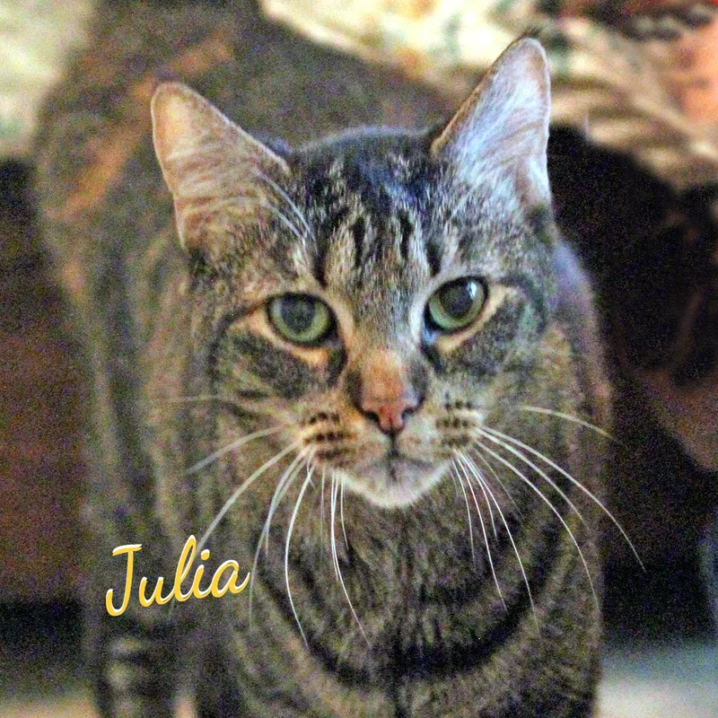 A senior large-sized female Torbie cat named Julia rollswiththepunches for adoption in Houston, TX