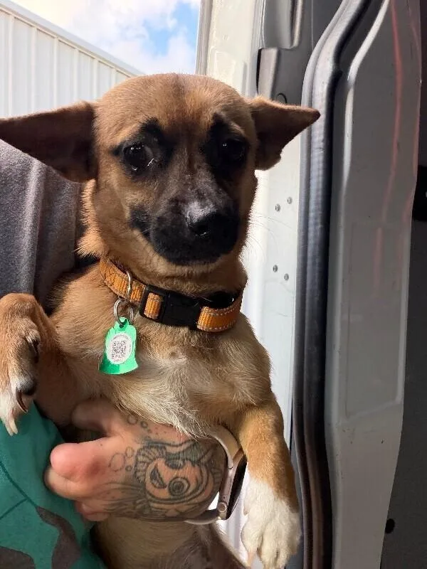 Chico