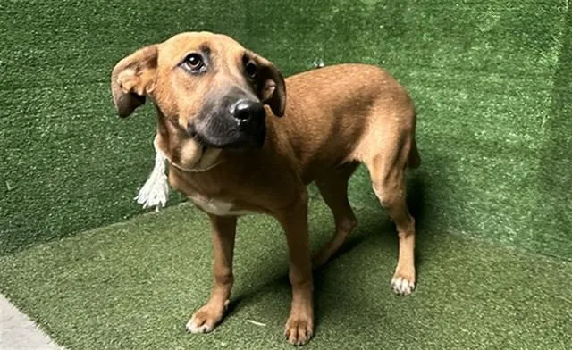 A young medium-sized male German Shepherd Dog dog named Almond for adoption in Lancaster, CA