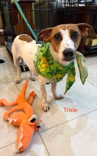 Trixie thumbnail 3