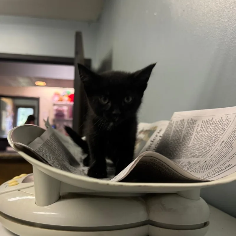 A baby small-sized male Domestic Short Hair cat named Enoki for adoption in Columbia, MO