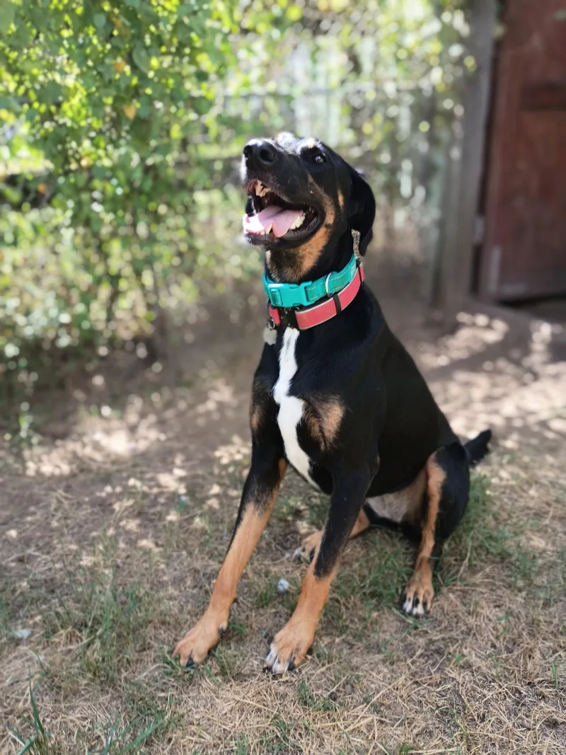 An adult medium-sized female Bicolor Doberman Pinscher dog named AMBER โ Your Daily for adoption in Houston, TX