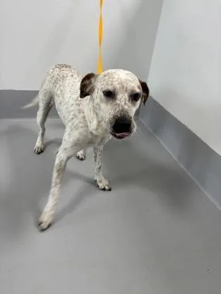 An adult medium-sized female Fox Terrier dog named Scarlett for adoption in Cumming, GA