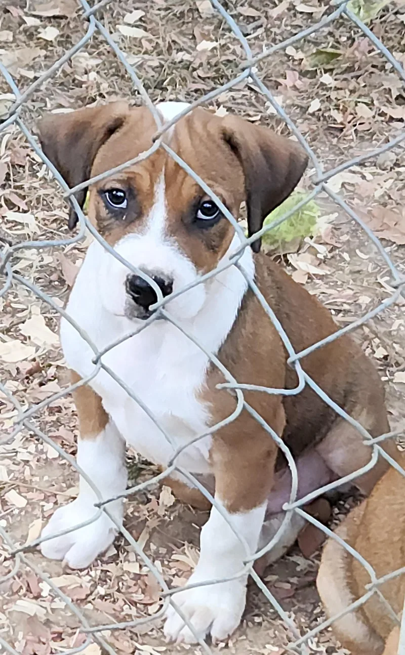 A baby large-sized male Mixed Breed dog named Twix for adoption in Flintstone, GA