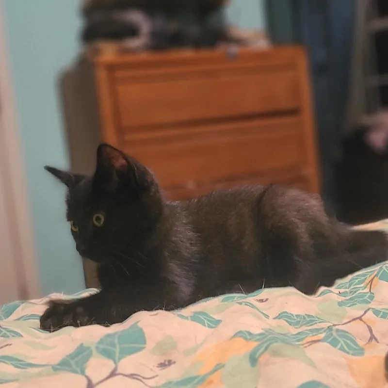 A baby small-sized male Black Domestic Medium Hair cat named Rock Lobster for adoption in Fredericksburg, VA