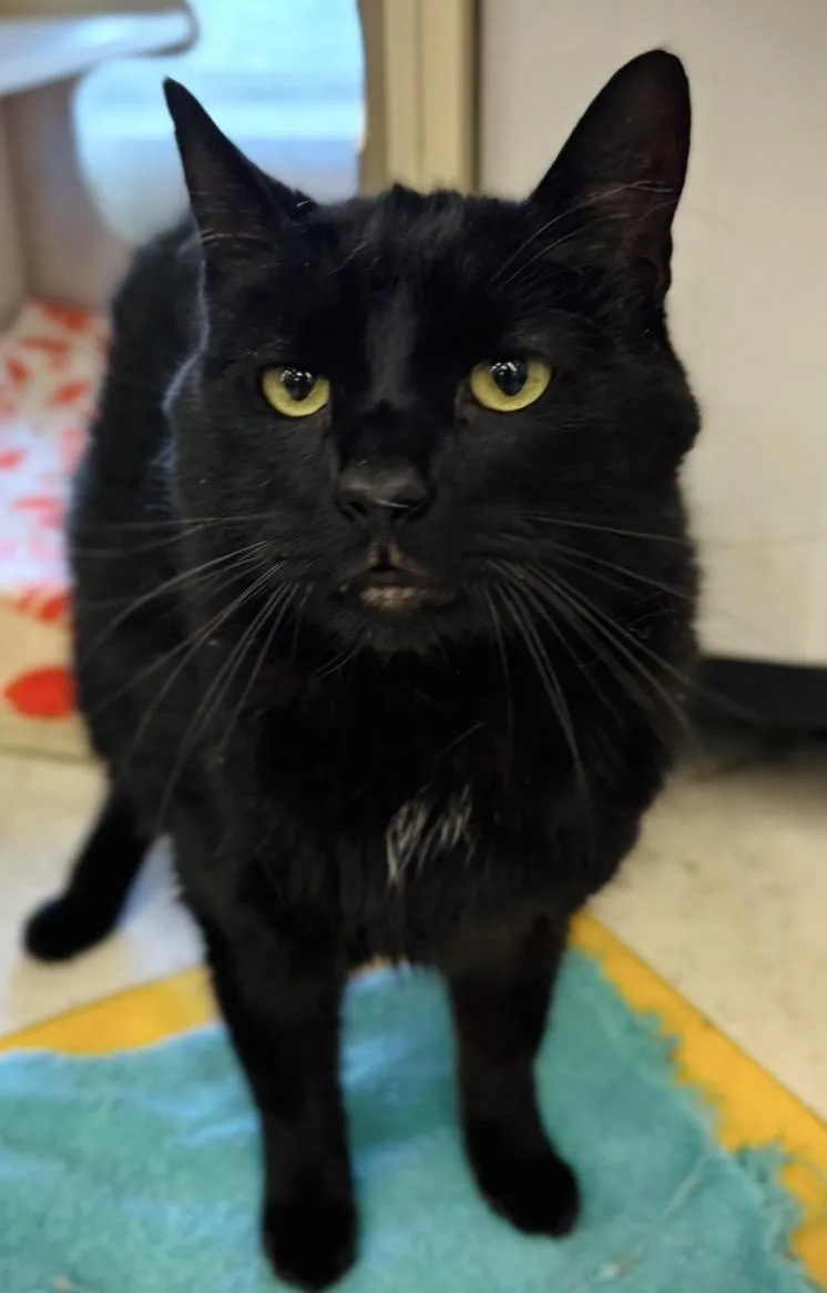A senior medium-sized male Black Domestic Short Hair cat named Gizmo for adoption in Buffalo, NY