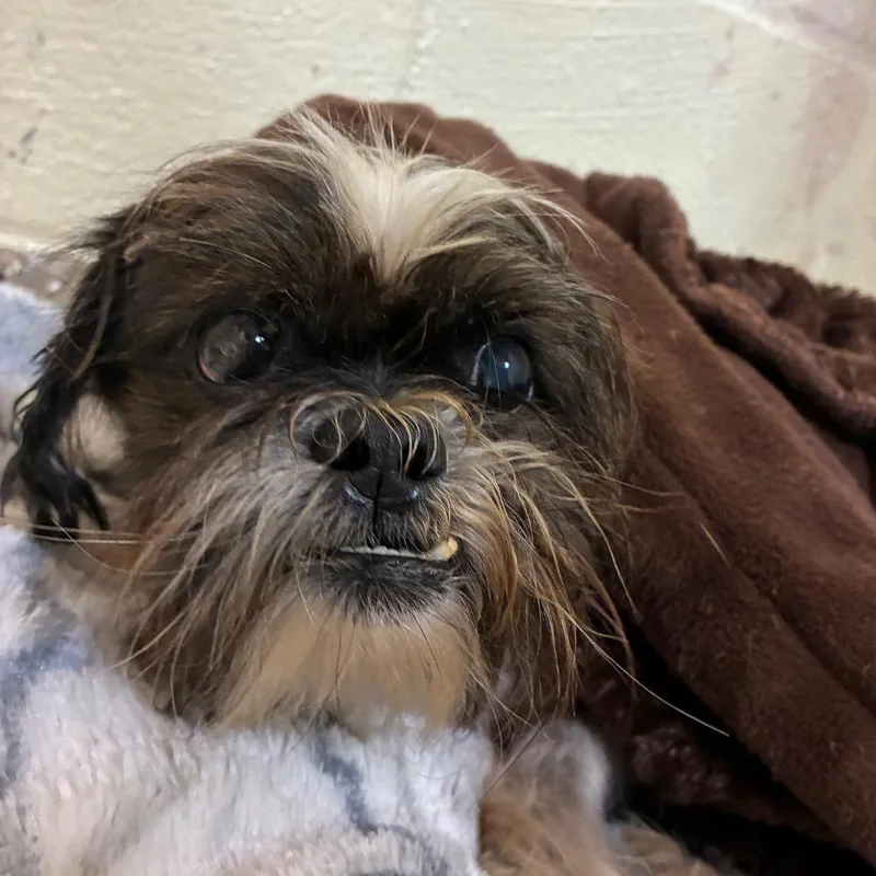 A senior small-sized male Brown / Chocolate Shih Tzu dog named Scrat for adoption in Pensacola, FL