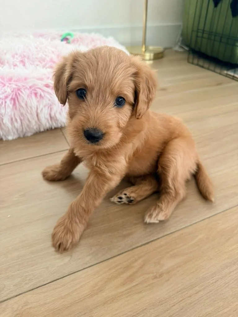 A baby medium-sized male Golden Goldendoodle dog named Ravioli for adoption in Sunrise, FL