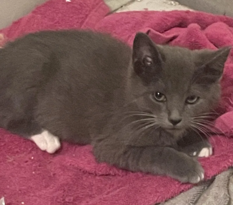 A baby small-sized male Domestic Short Hair cat named Greyson for adoption in Troy, NY