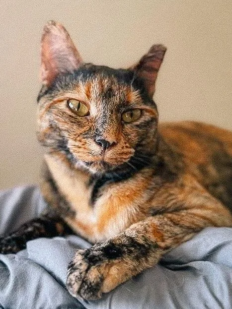 Cindy Lou thumbnail 2