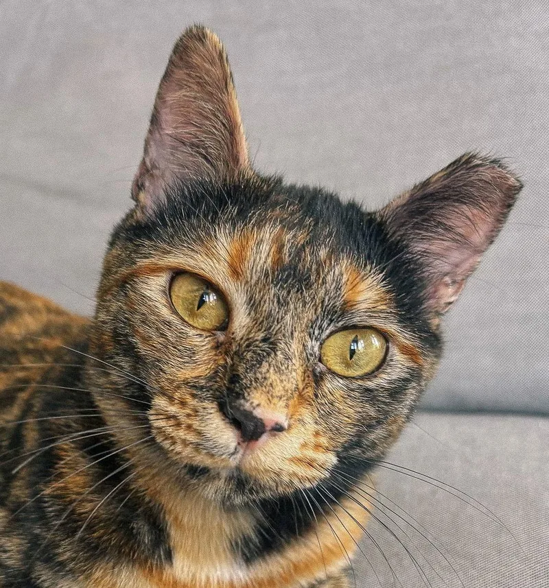 Cindy Lou thumbnail 3