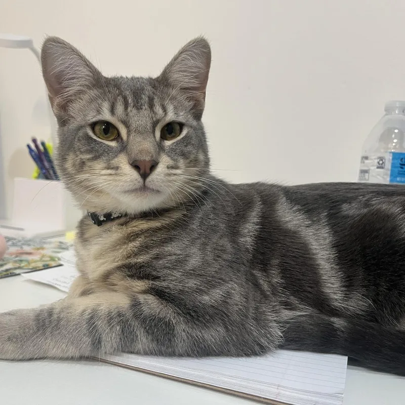 An adult large-sized male Domestic Short Hair cat named Dusty for adoption in West Palm Beach, FL