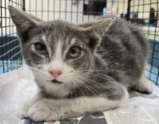 A baby medium-sized male Domestic Short Hair cat named Boogies for adoption in Los Angeles, CA