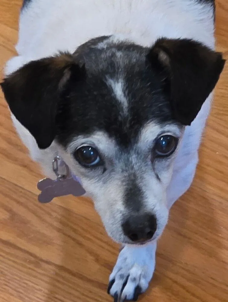 A senior small-sized female Chihuahua dog named Jasmine for adoption in Mooresville, NC