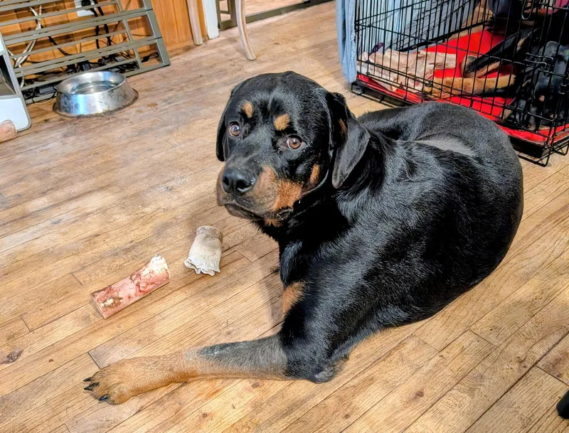 Dixie Cup thumbnail 4