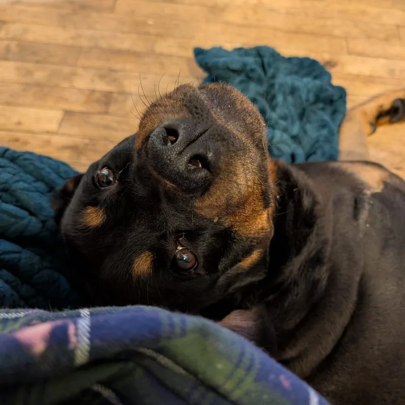 Dixie Cup thumbnail 5