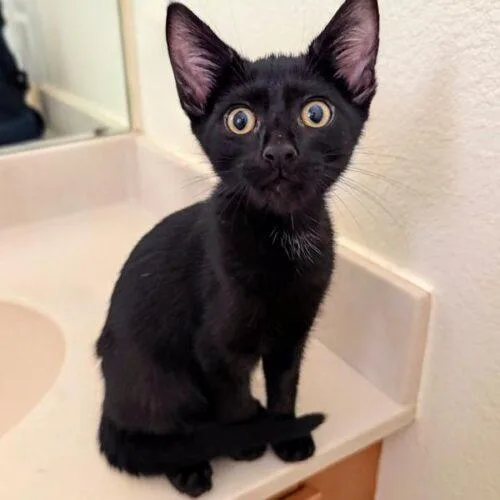 A baby small-sized female Black Domestic Short Hair cat named Sofya for adoption in Tampa, FL