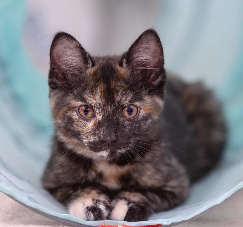 A baby small-sized female Domestic Short Hair cat named Frida for adoption in Magnolia, TX
