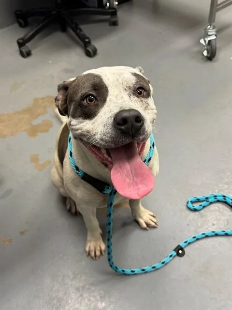 A young medium-sized female Pit Bull Terrier dog named Calista for adoption in Peoria, IL