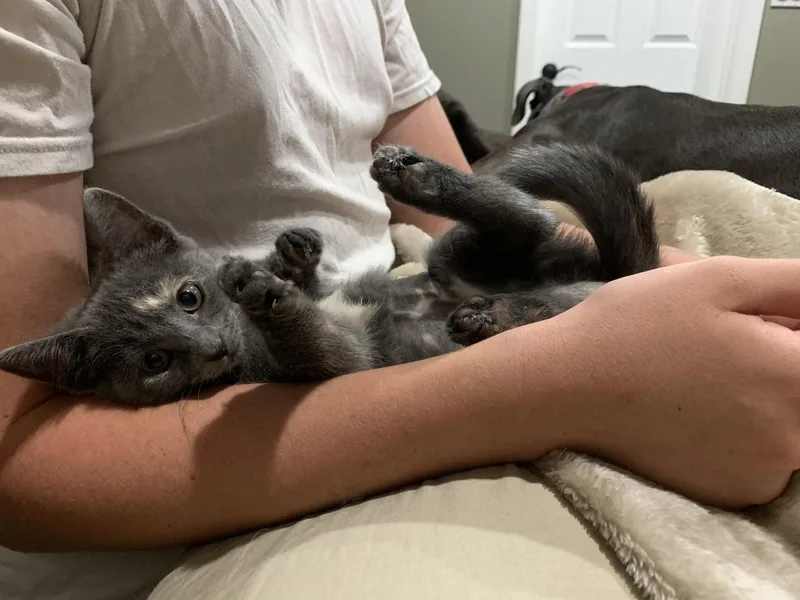 An adult medium-sized female Gray / Blue / Silver Domestic Short Hair cat named Gee Gee for adoption in Holbrook, NY