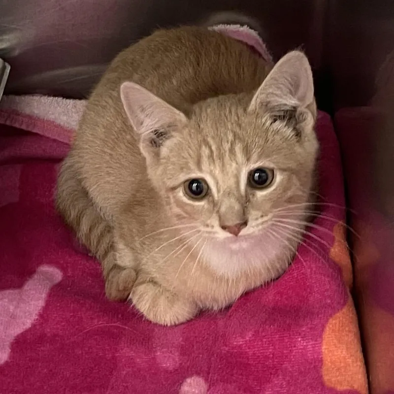 A baby small-sized male Orange / Red Domestic Short Hair cat named Steve for adoption in Ballston Spa, NY