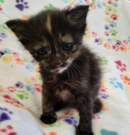 A baby small-sized female Domestic Medium Hair cat named Katana for adoption in Alameda, CA