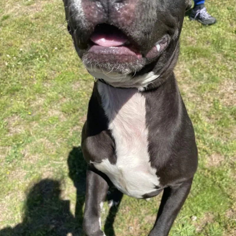 A young medium-sized male Black American Staffordshire Terrier dog named Uthered for adoption in Greenville, SC