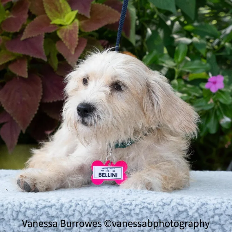 A young small-sized female White / Cream Terrier dog named Bellini for adoption in Wake Forest, NC