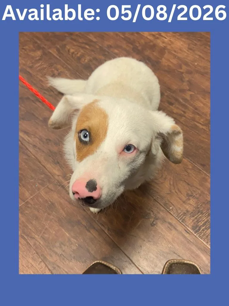 A young medium-sized male Corgi dog named Dog Kennel for adoption in Greenville, TX