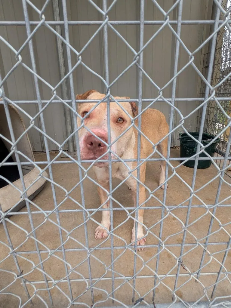 A young medium-sized female Pit Bull Terrier dog named Coco for adoption in Brownwood, TX