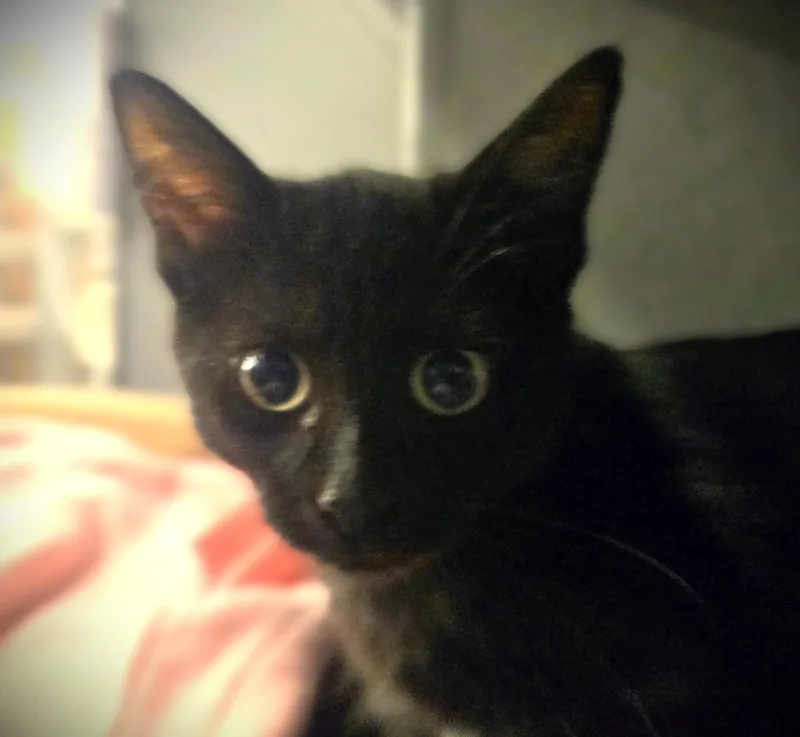 A baby small-sized female Black Domestic Short Hair cat named Dena for adoption in Mankato, MN