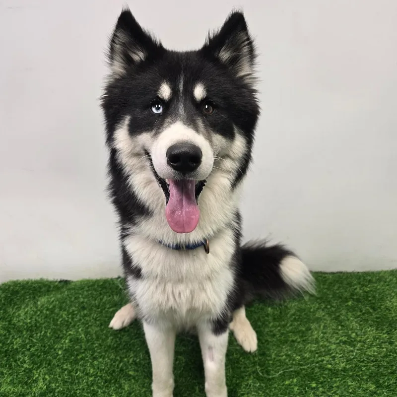 An adult medium-sized male Black Husky dog named Everest for adoption in Columbia, MO