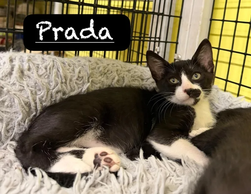 Prada thumbnail 2