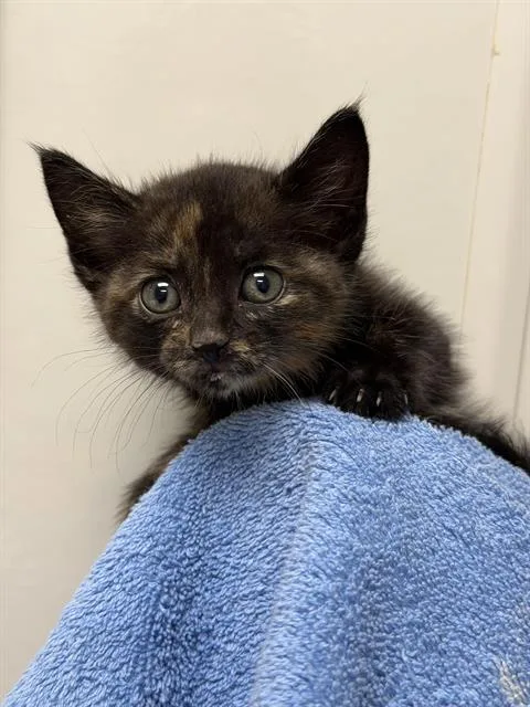 A baby small-sized female Domestic Short Hair cat named Cutie for adoption in Ontario, CA