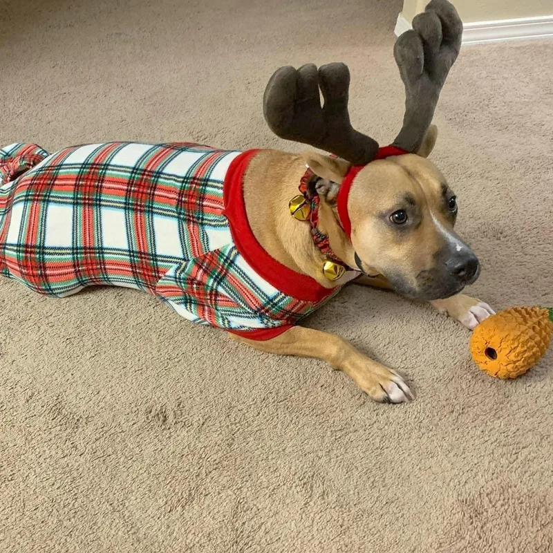 An adult medium-sized male Yellow / Tan / Blond / Fawn Boxer dog named Bentley for adoption in Corpus Christi, TX