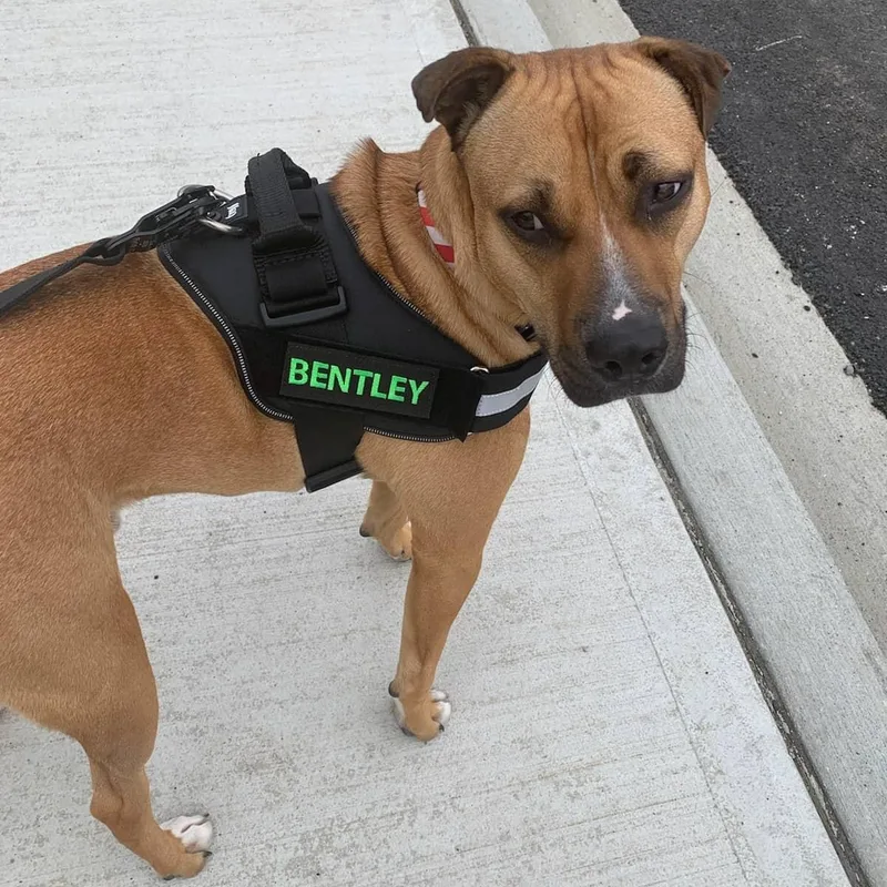 Bentley thumbnail 2